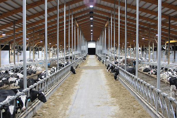 A California dairy farm switched to SEEKING 150W HBS LED High Bay Light and improved barn brightness